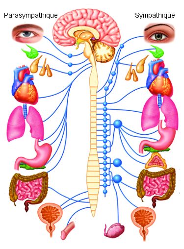 起立性調節障害②